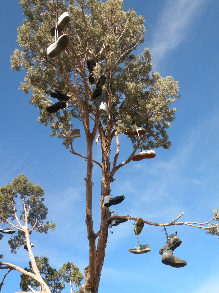 shoe-tree-5