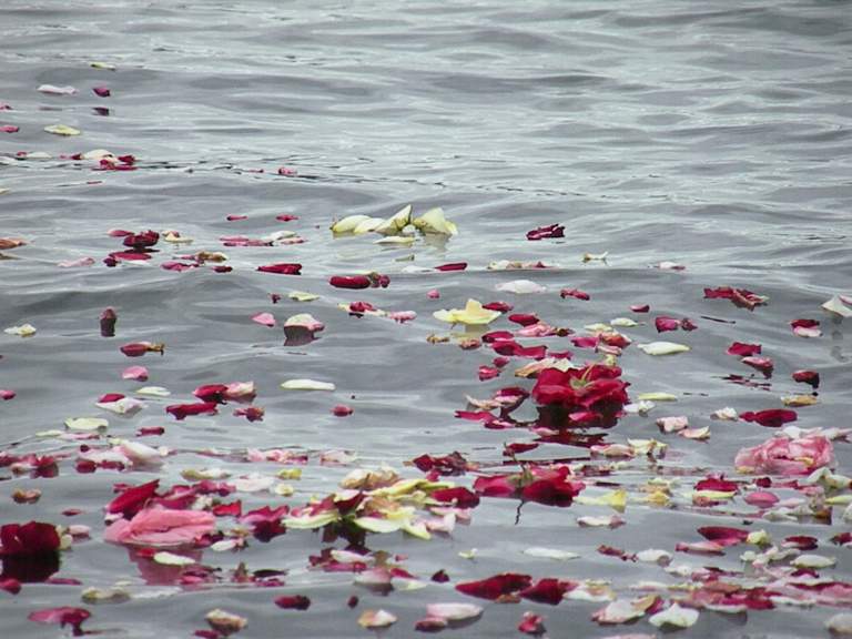 roses on the water