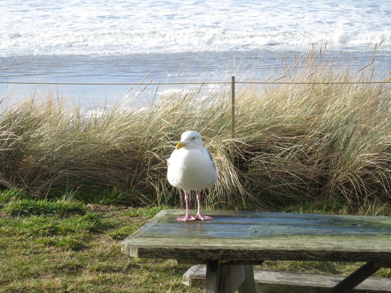 Rockaway Gull
