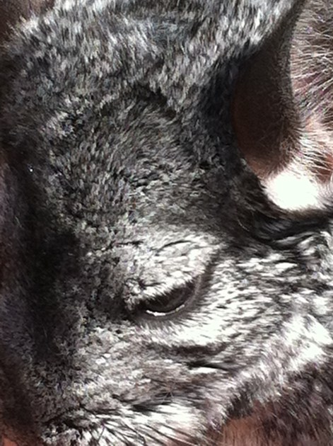 Chinchilla close up