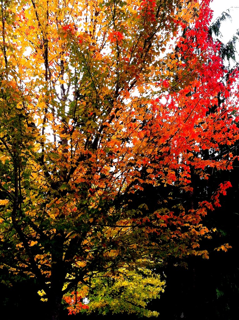 Fall Colors are Showing