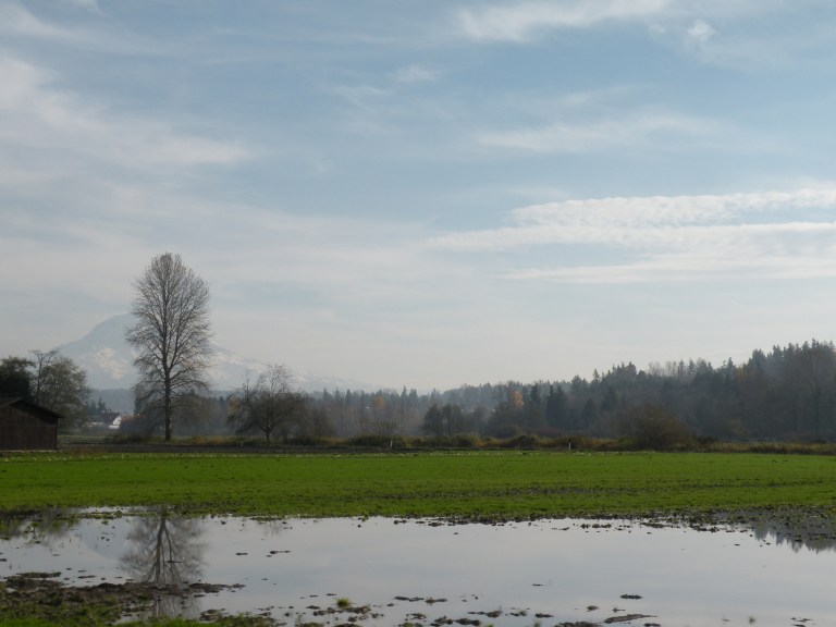 Hide and Seek with Mount Rainier.  PS, we can see you behind the tree.