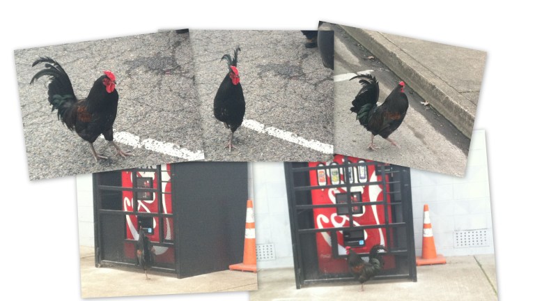 We now know why it crossed the road...