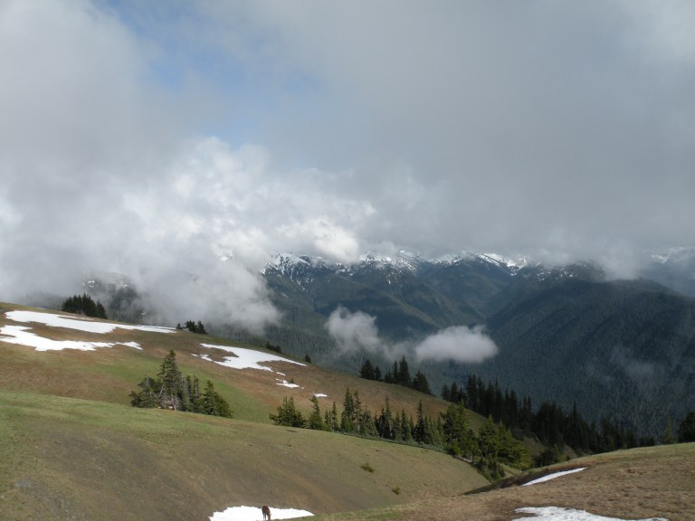 View from Hurricane Ridge Visitor Center, Olympic National Park... and a deer