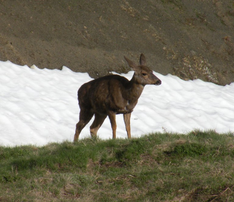 deer in Olympic National park