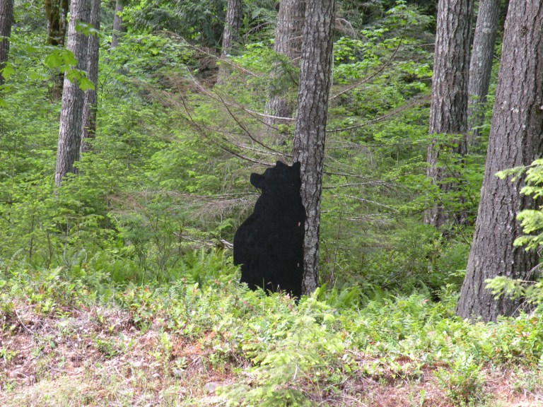 There's a bear!  Where?  Over there!