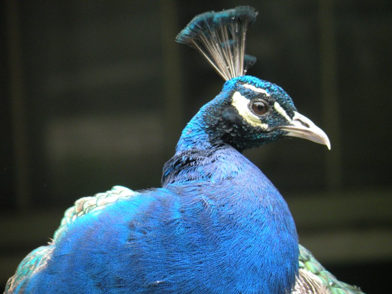 So how come the turkey gets all the attention?