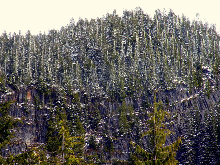 in Mt Rainier National Park