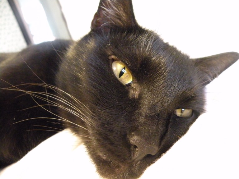 Mint (fresh cat, not canned) relaxing