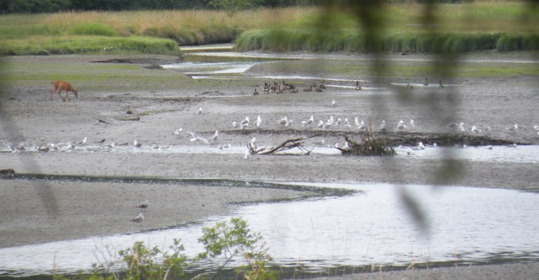 deer, geese and gulls hanging out