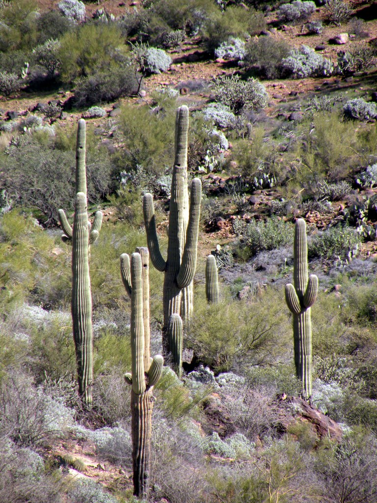 the old man of the desert... or Taco Time!