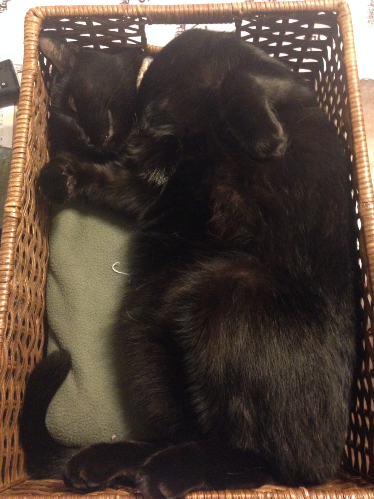 kitties love baskets