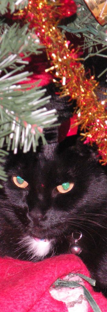 Look at Mint, Lurking Under the Tree